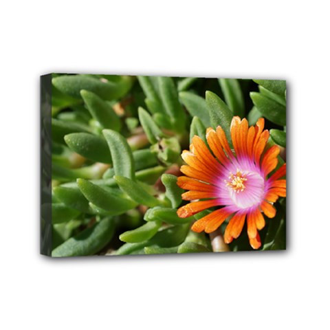 Iceplant2 Mini Canvas 7  X 5  (framed)