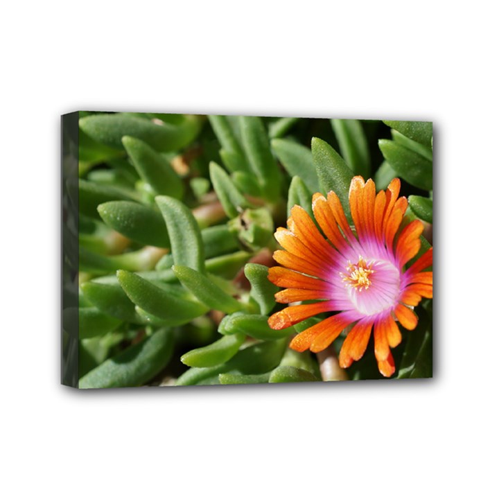 Iceplant2 Mini Canvas 7  x 5  (Framed)