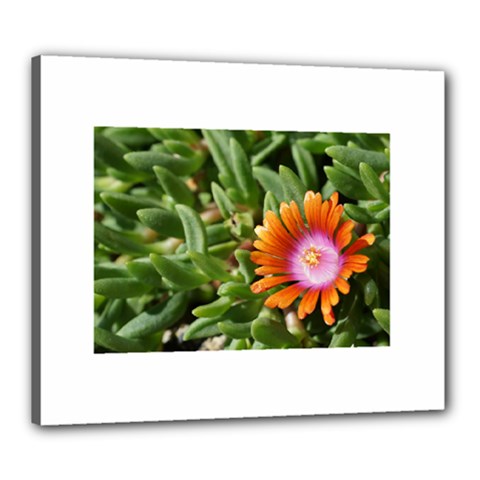 Iceplant2 Canvas 24  X 20  (framed)