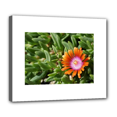 Iceplant2 Deluxe Canvas 24  X 20  (framed)