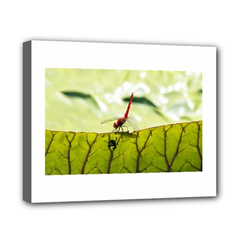 Dragonfly Canvas 10  X 8  (framed)