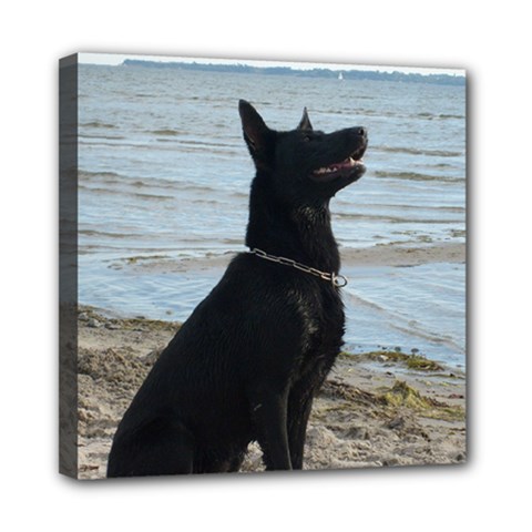 Black German Shepherd Mini Canvas 8  X 8  (framed)