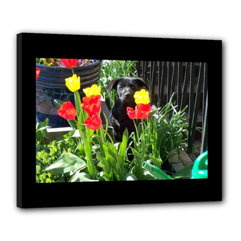 Black GSD Pup Canvas 20  x 16  (Framed)