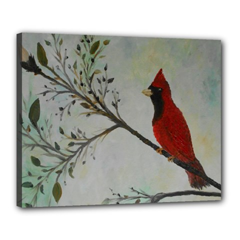 Sweet Red Cardinal Canvas 20  X 16  (framed) by rokinronda