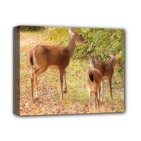 Deer In Nature Deluxe Canvas 14  X 11  (framed)