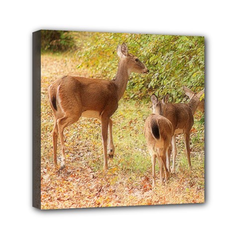 Deer In Nature Mini Canvas 6  X 6  (framed)