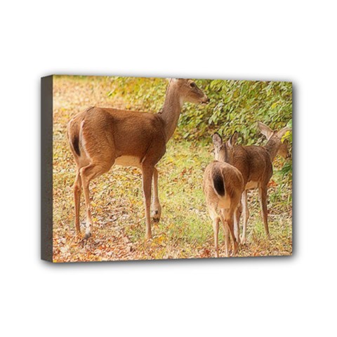 Deer In Nature Mini Canvas 7  X 5  (framed)