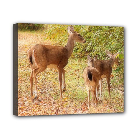 Deer In Nature Canvas 10  X 8  (framed)