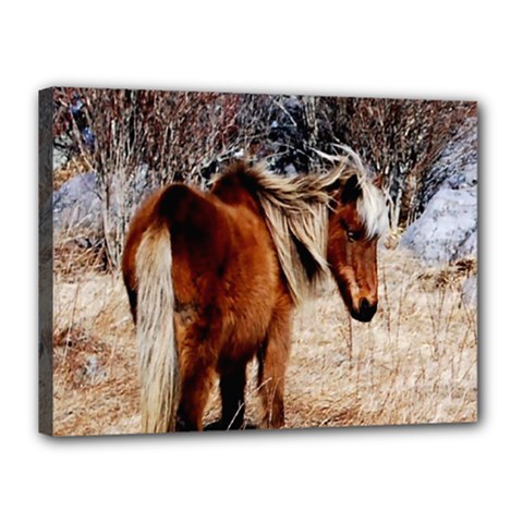 Pretty Pony Canvas 16  X 12  (framed) by Rbrendes