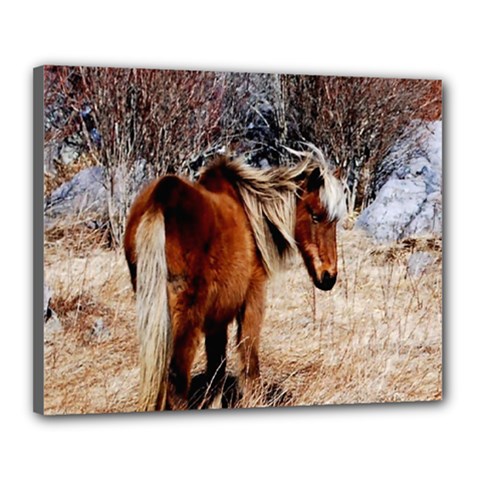 Pretty Pony Canvas 20  X 16  (framed) by Rbrendes