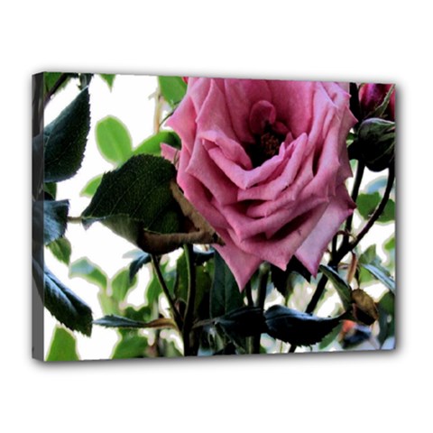 Rose Canvas 16  X 12  (framed)