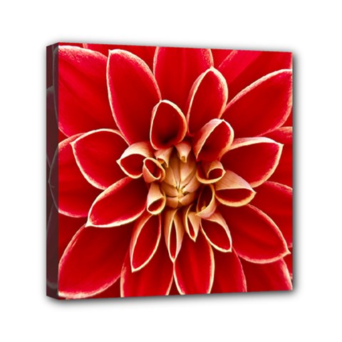 Red Dahila Mini Canvas 6  x 6  (Framed)