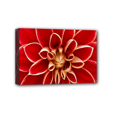 Red Dahila Mini Canvas 6  x 4  (Framed)