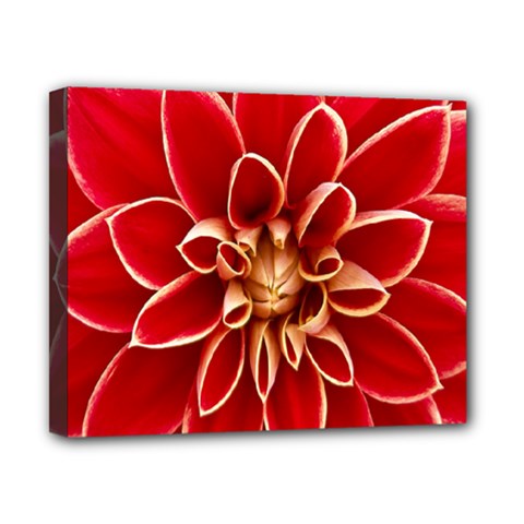 Red Dahila Canvas 10  x 8  (Framed)