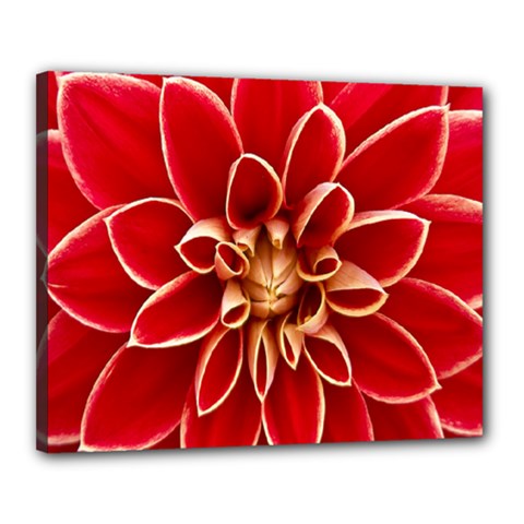 Red Dahila Canvas 20  x 16  (Framed)