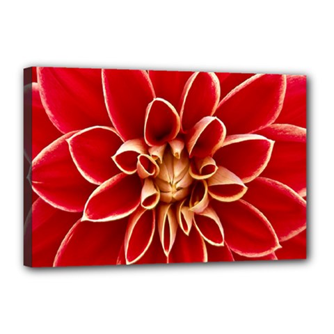 Red Dahila Canvas 18  x 12  (Framed)