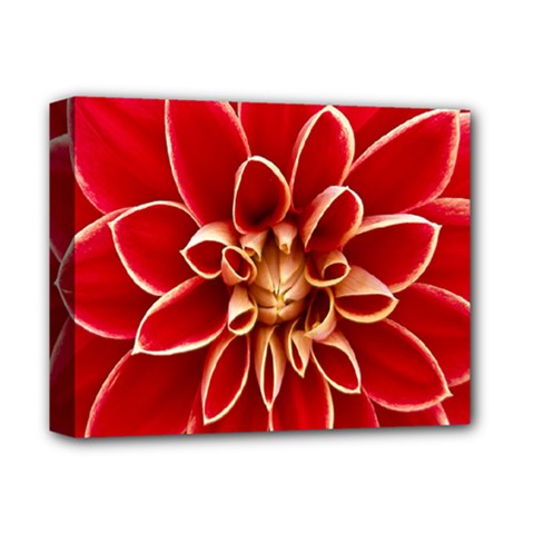 Red Dahila Deluxe Canvas 14  x 11  (Framed)