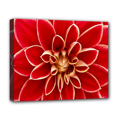 Red Dahila Deluxe Canvas 20  x 16  (Framed)