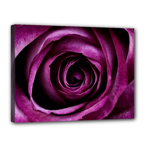 Deep Purple Rose Canvas 16  X 12  (framed)