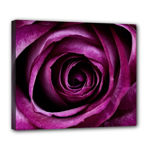 Deep Purple Rose Deluxe Canvas 24  X 20  (framed)