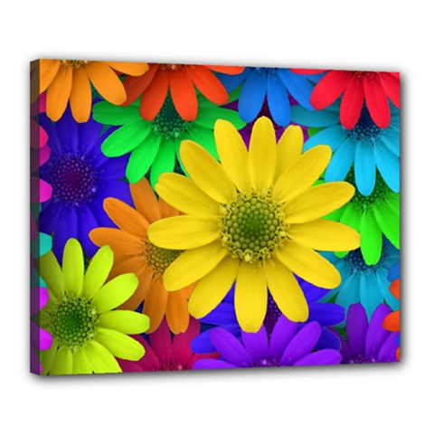 Gerbera Daisies Canvas 20  X 16  (framed)