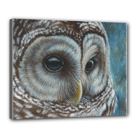 Barred Owl Canvas 20  X 16  (framed) by TonyaButcher