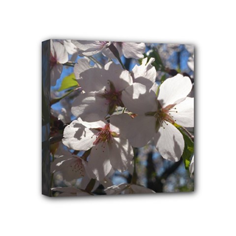 Cherry Blossoms Mini Canvas 4  X 4  (framed) by DmitrysTravels