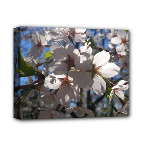 Cherry Blossoms Deluxe Canvas 14  X 11  (framed) by DmitrysTravels