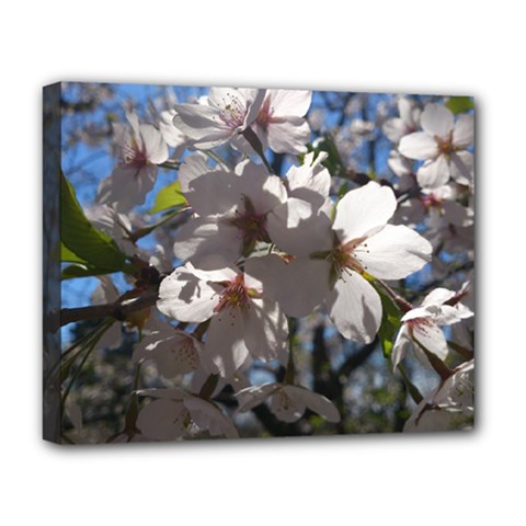 Cherry Blossoms Deluxe Canvas 20  X 16  (framed) by DmitrysTravels