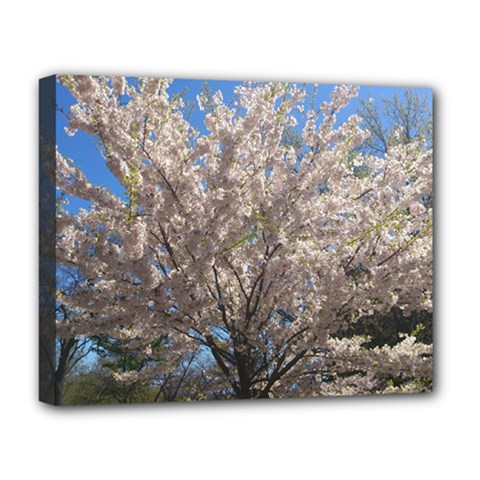 Cherry Blossoms Tree Deluxe Canvas 20  X 16  (framed)