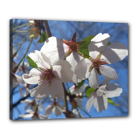 Cherry Blossoms Canvas 20  X 16  (framed) by DmitrysTravels