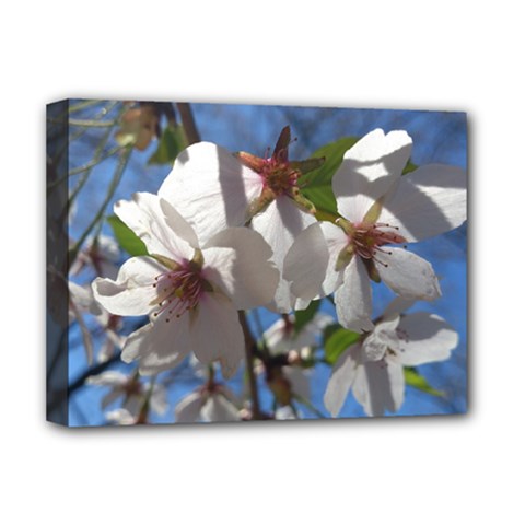 Cherry Blossoms Deluxe Canvas 16  X 12  (framed) 