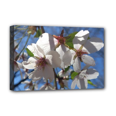 Cherry Blossoms Deluxe Canvas 18  X 12  (framed)