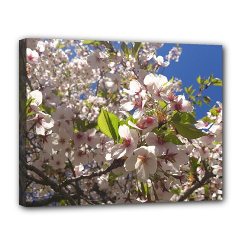 Cherry Blossoms Canvas 14  X 11  (framed)