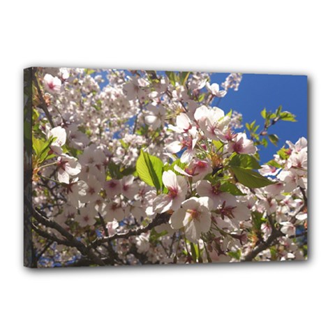 Cherry Blossoms Canvas 18  X 12  (framed)