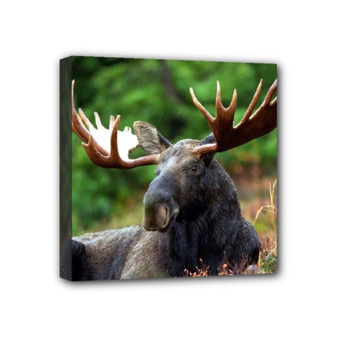 Majestic Moose Mini Canvas 4  X 4  (framed)