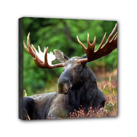 Majestic Moose Mini Canvas 6  X 6  (framed)