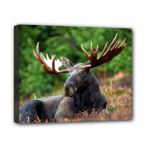 Majestic Moose Canvas 10  X 8  (framed)