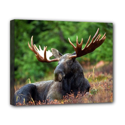 Majestic Moose Deluxe Canvas 20  X 16  (framed)