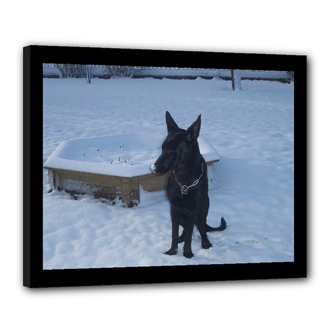 Snowy Gsd Canvas 20  X 16  (framed) by StuffOrSomething