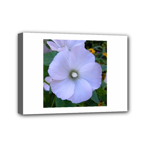 Moon Flower Mini Canvas 7  X 5  (framed)