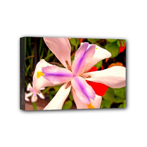 African Iris Mini Canvas 6  X 4  (framed) by sirhowardlee