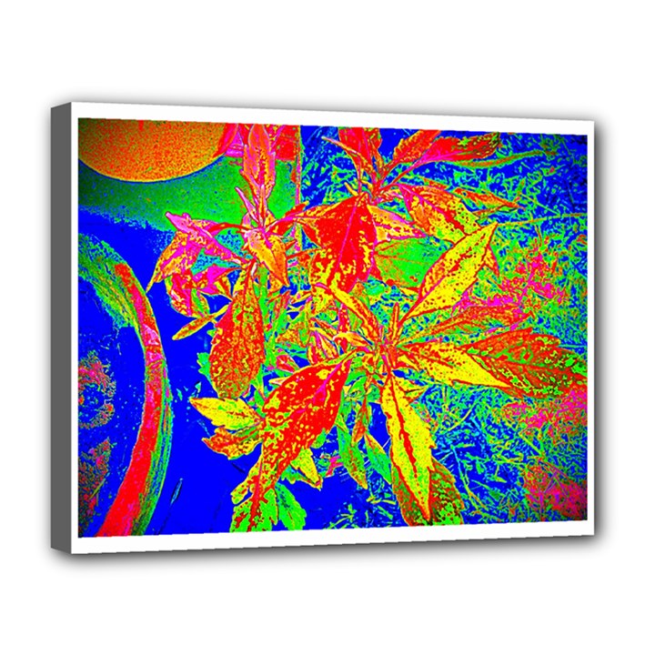 Sun Coleus Enhanced Canvas 14  x 11  (Framed)