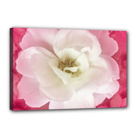 White Rose With Pink Leaves Around  Canvas 18  X 12  (framed) by dflcprints