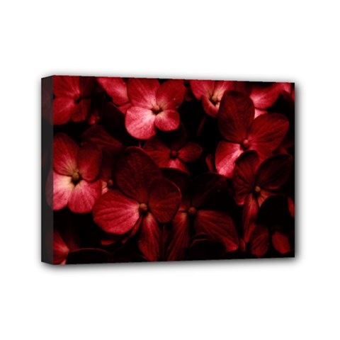 Red Flowers Bouquet In Black Background Photography Mini Canvas 7  X 5  (framed) by dflcprints