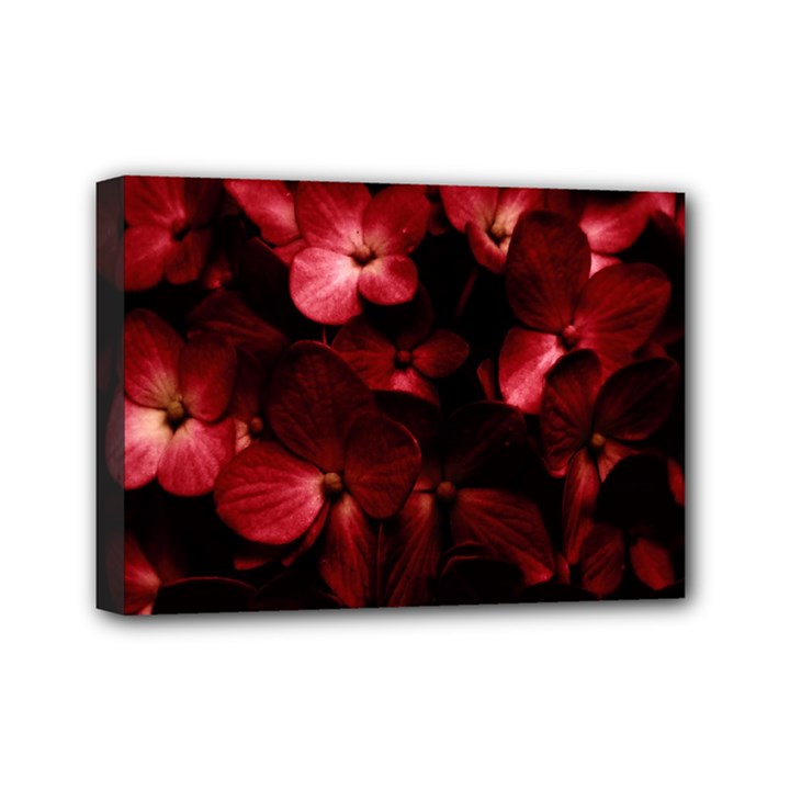 Red Flowers Bouquet in Black Background Photography Mini Canvas 7  x 5  (Framed)