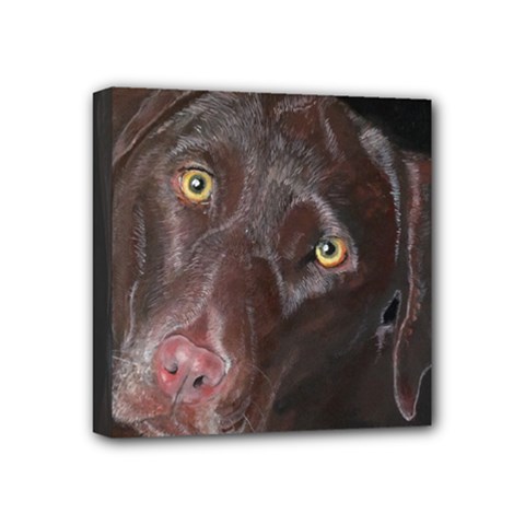 Inquisitive Chocolate Lab Mini Canvas 4  X 4  (framed)