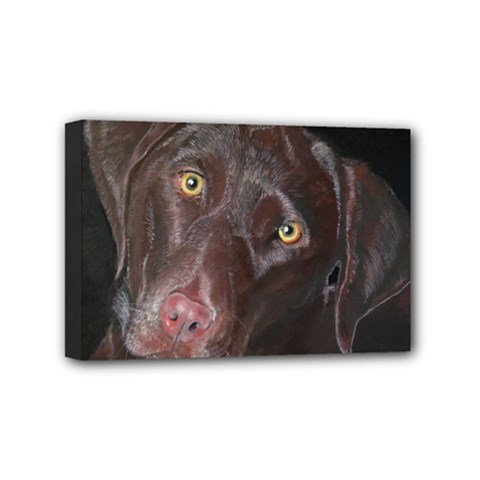 Inquisitive Chocolate Lab Mini Canvas 6  X 4  (framed)