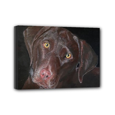 Inquisitive Chocolate Lab Mini Canvas 7  X 5  (framed)