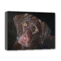 Inquisitive Chocolate Lab Deluxe Canvas 16  x 12  (Framed)  View1